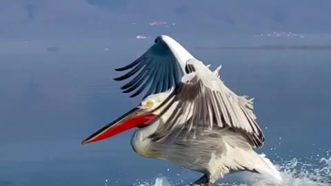 Beautiful Bird Floating On Water #shorts #shortsvideo #video #viral