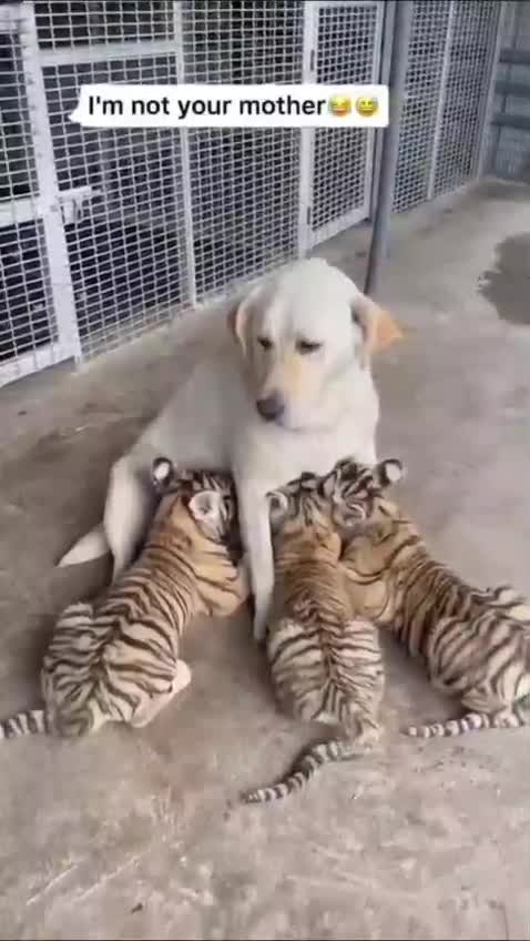 Dog feeds tiger cub