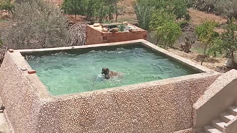 Loyal Dog Helps Dude in Pool