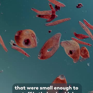 'Creating A Cannibal'