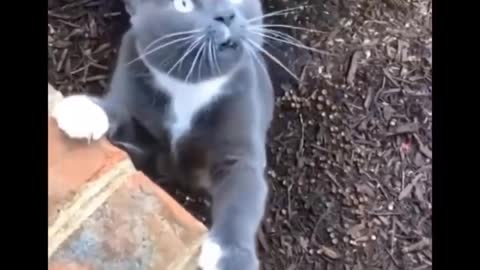 Funniest Cats 😹- Best Of The 2022 Funny Cat Videos🤣