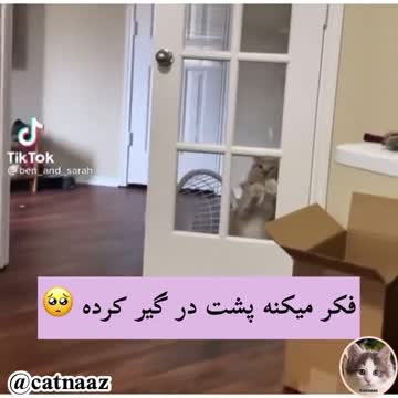 The cat she thinks is trapped