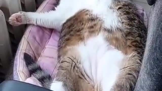 The Russian cat is resting.