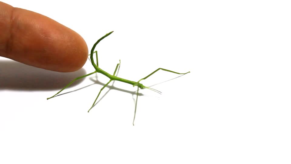 the un insecte