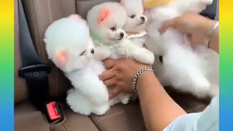 Dogs funny videos