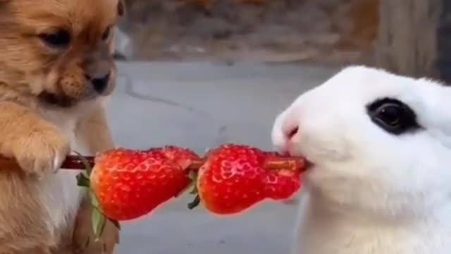 funny puppy- puppy and rabbit friendship
