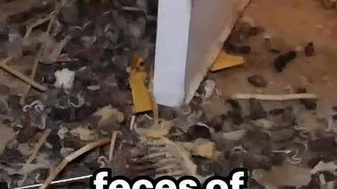 Crazy Cat Videos