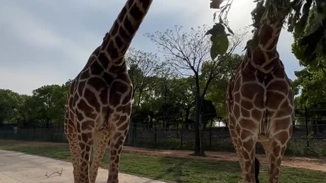 giraffes