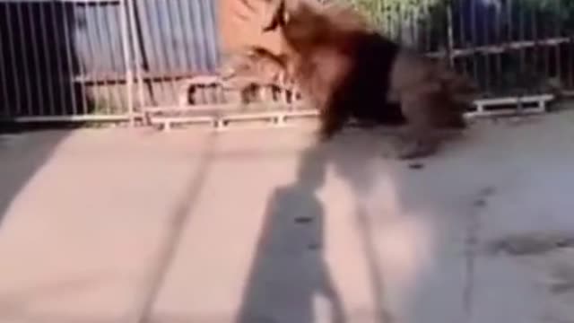 Lion VS Tigers