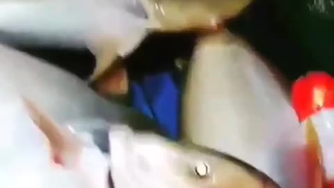 This is a beautiful and charming water-dwelling species