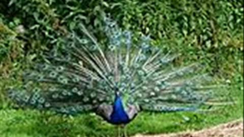 Vay Dünya - Asik Mahzuni Serif