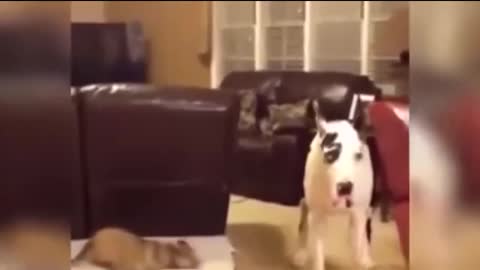 funny dogs