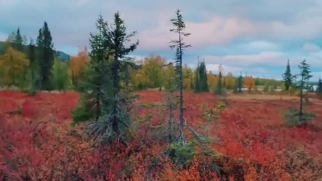 In Sallek National Park in Sweden's Lapland region