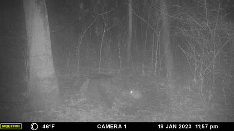 Rabbit just chilling out