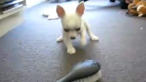 Dog playing with brush