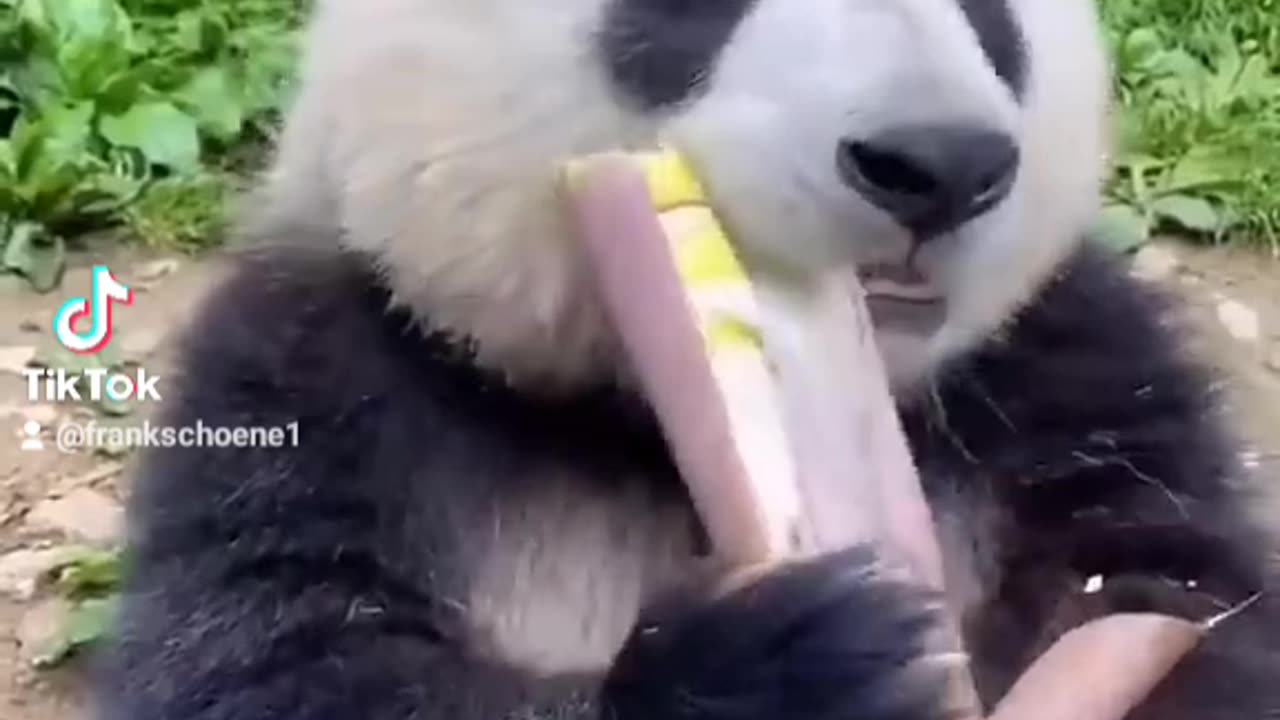 Panda addicted to bamboo