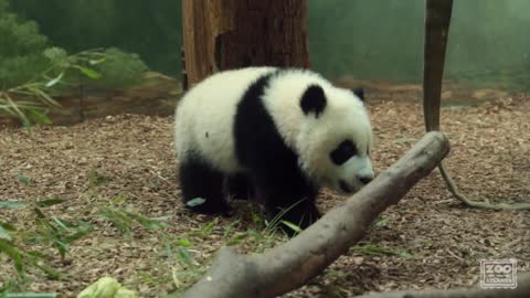 Panda Cubs Ya Lun and Xi Lun: May 26, 2017