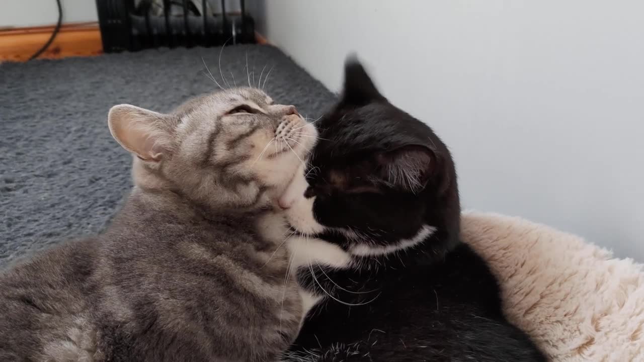 Cat Adorably Demands Attention From Other Cat(1)