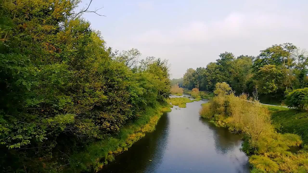 Flower Stock Video