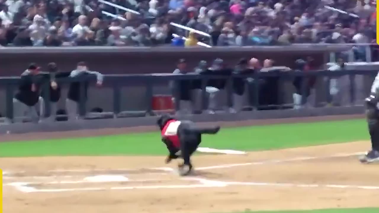 The_bat_dog_s_lesson_for_the_umpire!(1080p)