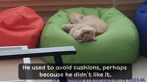 Sleepy Cats often found in those cushion