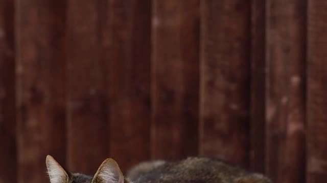 Nice and cute cat Nice and cute cat