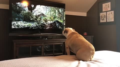 Incredible Dogs Reaction In Trouble