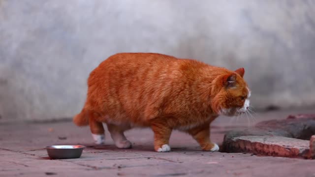 An orange cat walking