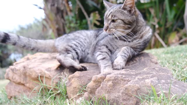 Cat Resting On A Rock