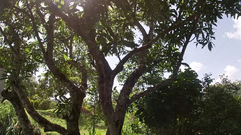 Green Lizard On The Mango Tree