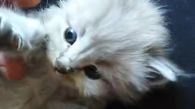 Kitten Lying on a Person's Lap