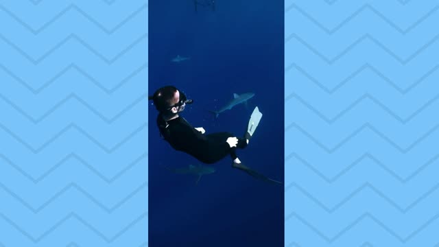 Swimming shark