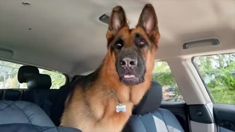 When brave dogs know they are going to the vet Funniest Dog Reaction