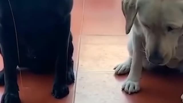 funny cat and dog