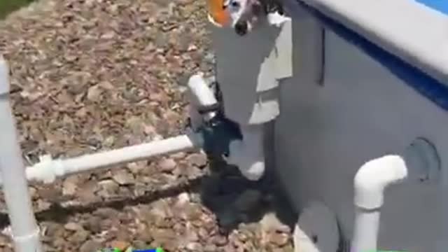 Dog Gets Stuck in Skimmer Basket While Trying to Get Out of Pool