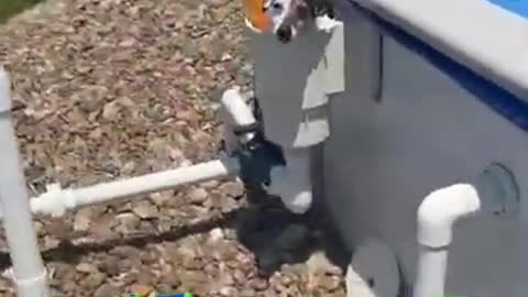 Dog Gets Stuck in Skimmer Basket While Trying to Get Out of Pool