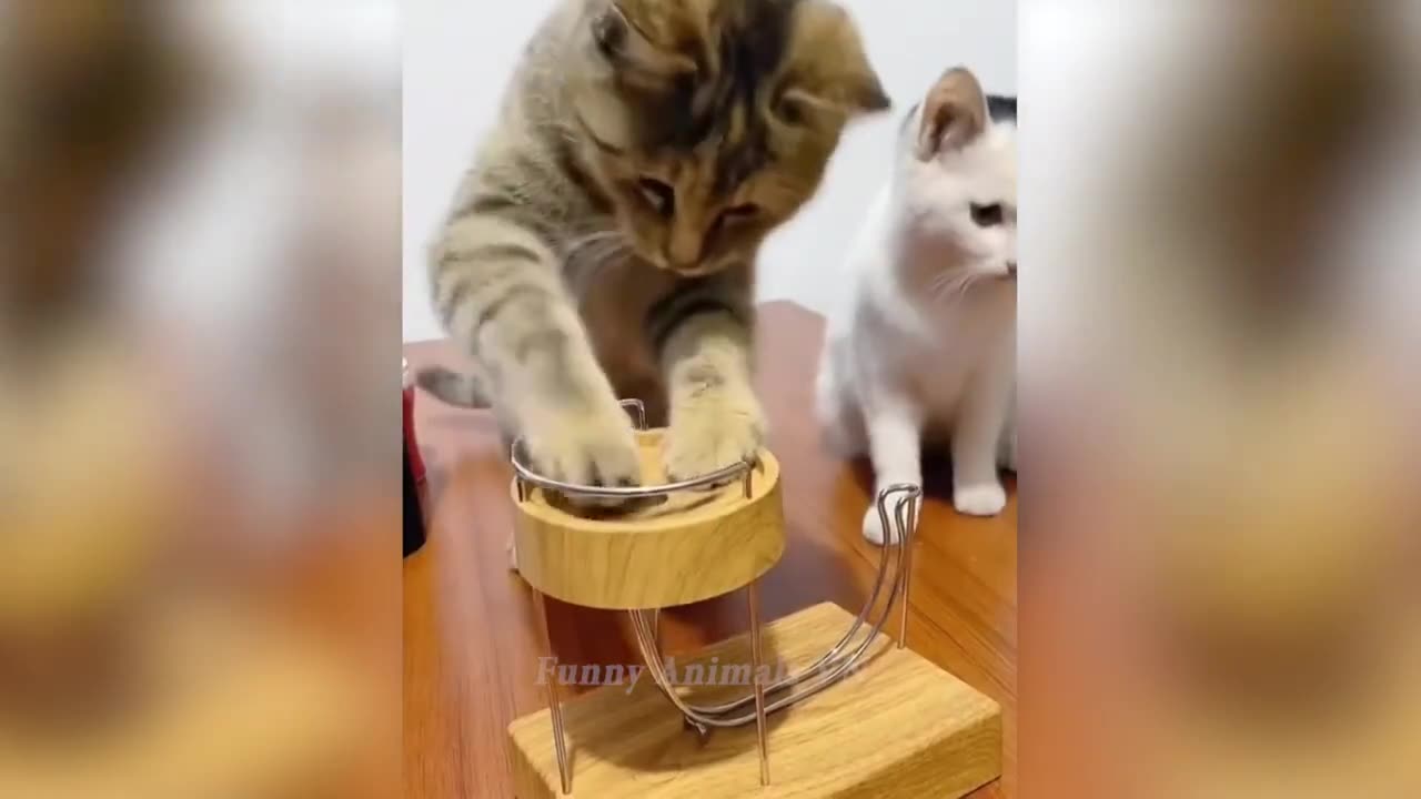 Funny Cats and Dogs 🐱_ Funny Animal Videos🐶