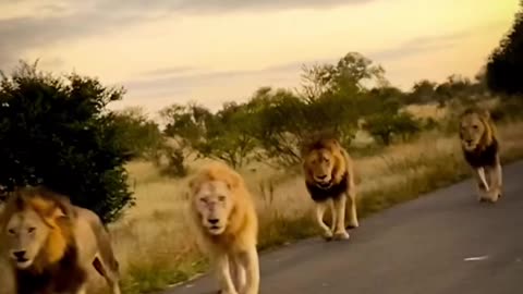 Cute animals video The main attraction of satara, the 4 Shishangaan males