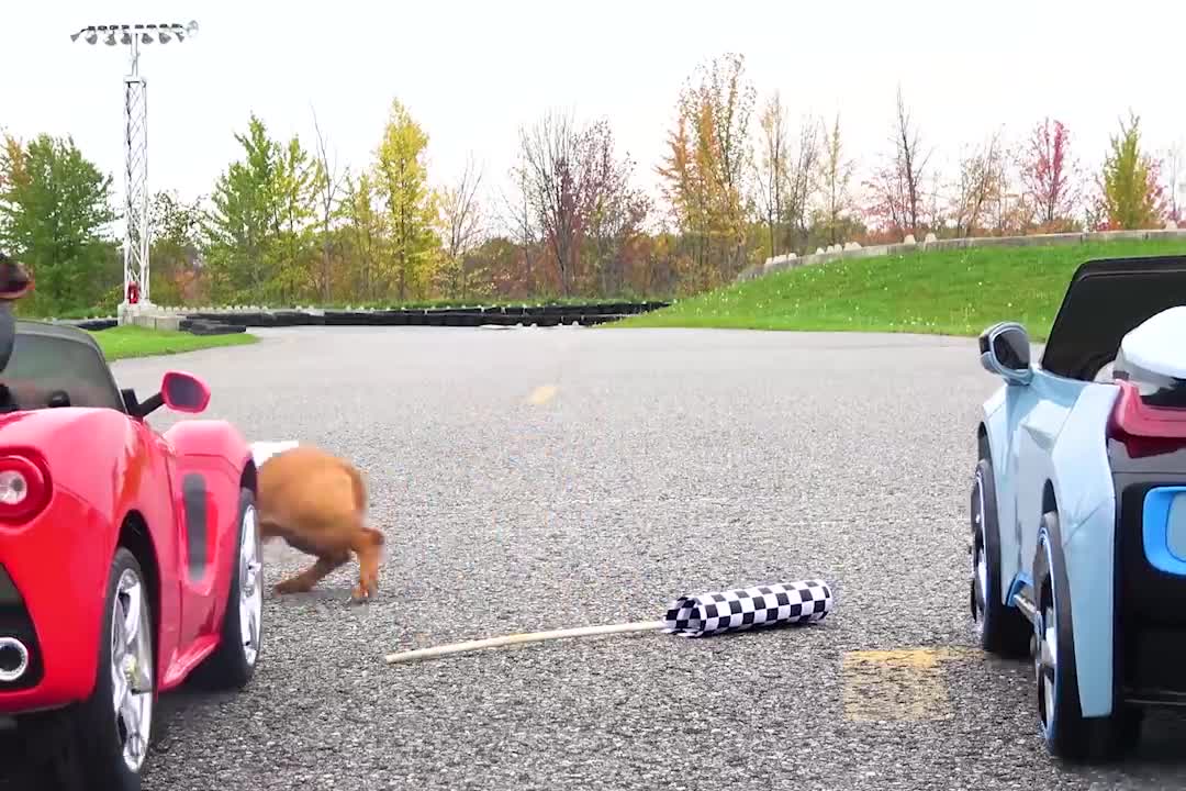 WIENER 500 - Wiener Dogs in Racing Cars