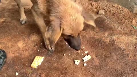 Playing with Mame!!✨ Watch how Mame reacts 😆 after seeing a ball. 🏀