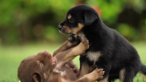 Dog Play