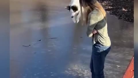 Funniest Cats And Dogs