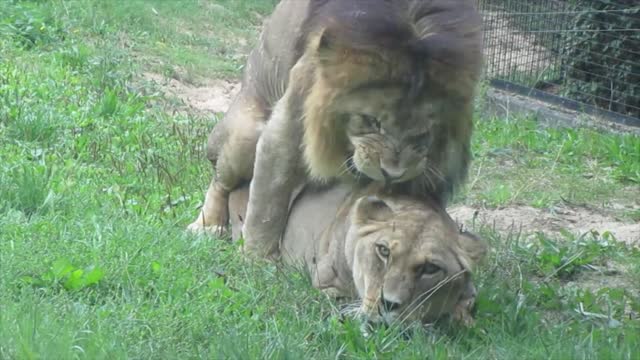 les lions de l'Atlas amoureux au Parc Zoologique de Paris