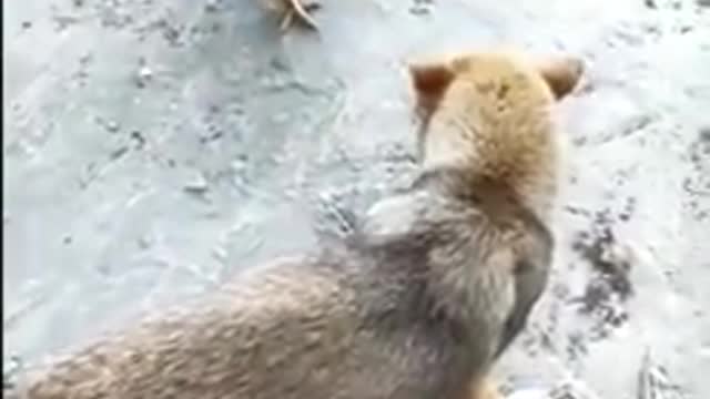 Chicken vs dog fight funny video