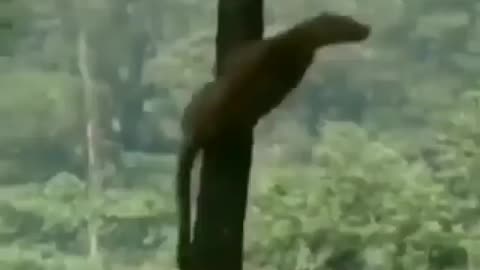 Wildlife in Closer View with natural perspective.