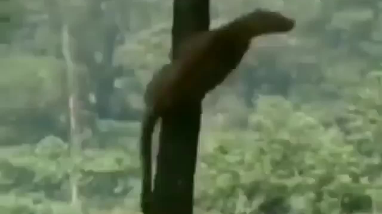 Wildlife in Closer View with natural perspective.