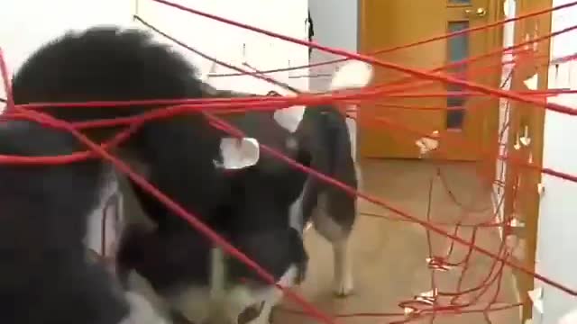 Rope maze inside the house. Husky and cat dogs. Strong race. Fun too