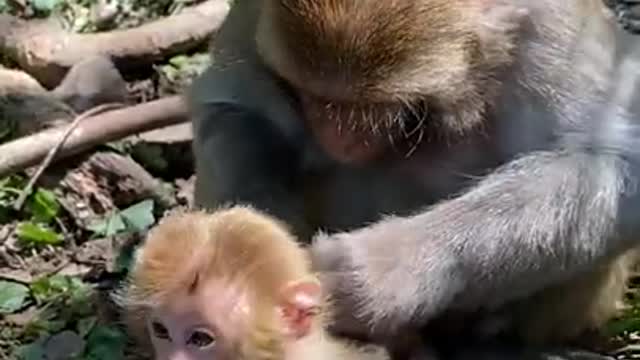 Cute Monkey China & Funny Love monkey| Animals Love