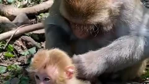 Cute Monkey China & Funny Love monkey| Animals Love