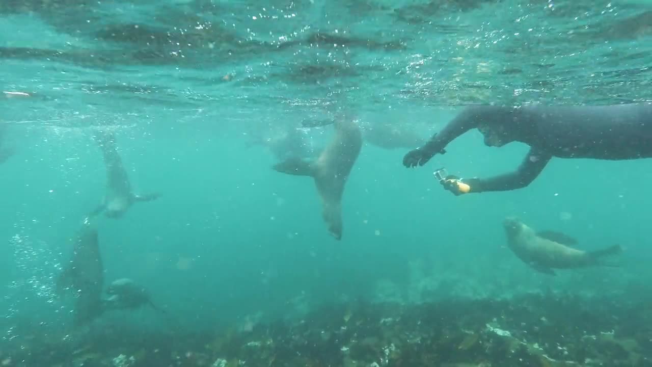 A Scuba Diver Taking Videos of Sea Lions in Sea